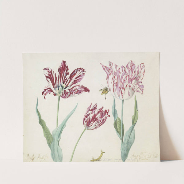 Drie tulpen met rups en vlinder Minerva Orrienthal (1637) by Jacob Marrel