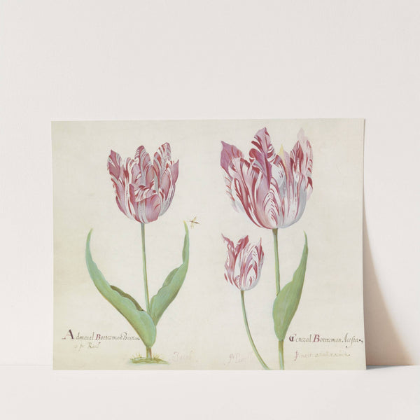 Drie tulpen met vlieg Admaral Botterman Bastian General Botterman Acosta (1637) by Jacob Marrel