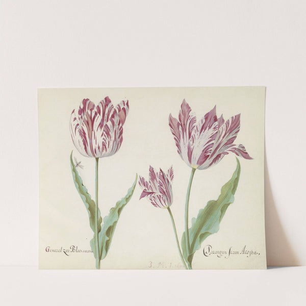 Drie tulpen met vlieg General Zai Bloen acosta Parangun Jerun Acosta (1637) by Jacob Marrel