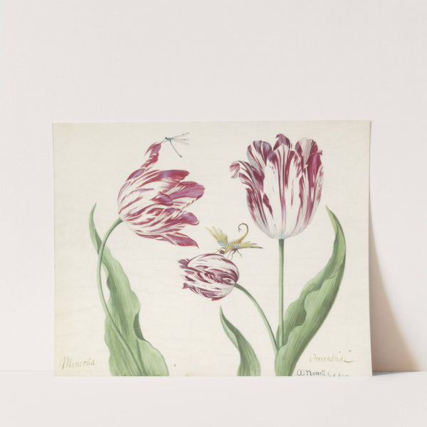 Drie tulpen met waterjuffer en een ander insect (1639) by Jacob Marrel