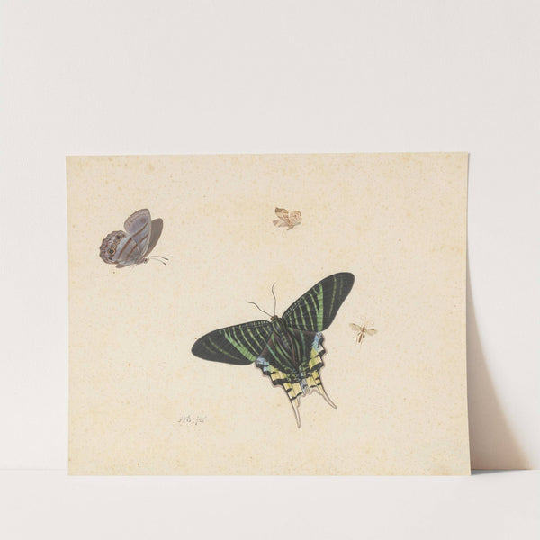 Drie vlinders en een wesp of vlieg by Herman Henstenburgh