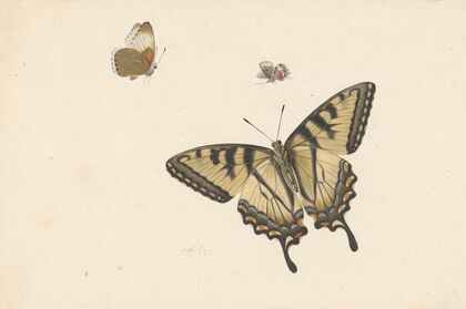 Drie vlinders