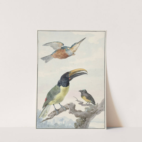 Drie vogels; een IJsvogel, een Prins von Wied’s Toekan en een Organist (1720 - 1792) by Aert Schouman