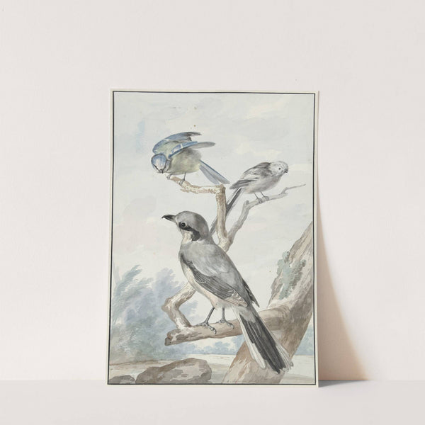 Drie vogels; een Staartmees, een Pimpelmees en een Klapekster of Grote Klauwier (1756) by Aert Schouman