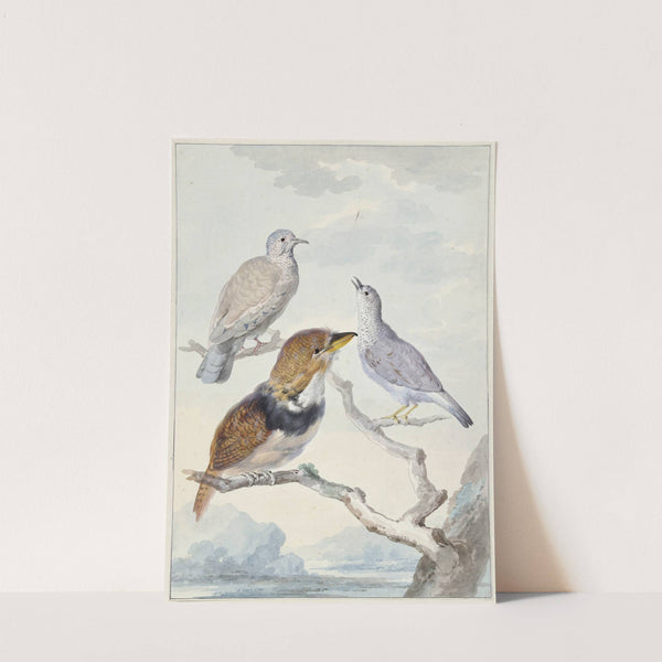 Drie vogels, twee Incaduiven en een gekraagde baardkoekoek (1753) by Aert Schouman