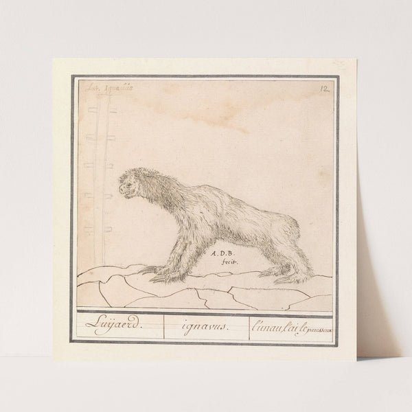 Drievingerige luiaard (Bradypus) Luijaerd. ignavus. l’unau, l’ai le paresseux (1596-1610) by Anselmus Boëtius de Boodt