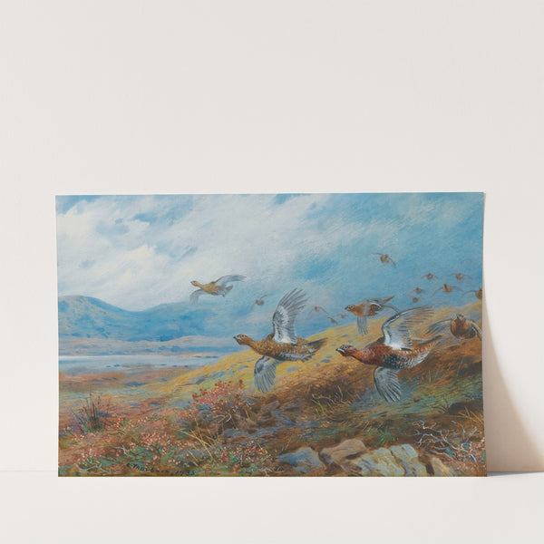 Driven Grouse (1933) by Archibald Thorburn