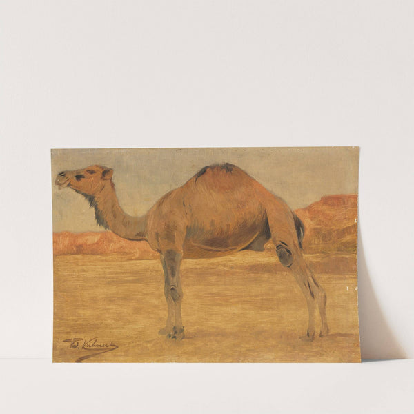 Dromedar (Ca. 1885-1890) by Wilhelm Kuhnert