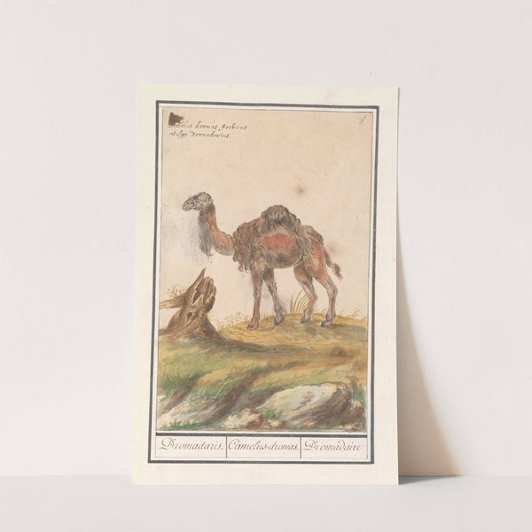 Dromedaris (Camelus dromedarius) Dromadaris. Camelus-dromas. Dromedaire (1596-1610) by Anselmus Boëtius de Boodt
