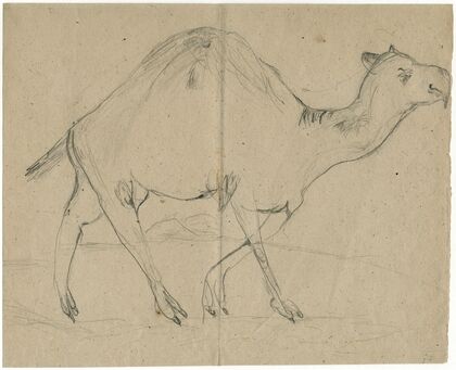 Dromedary