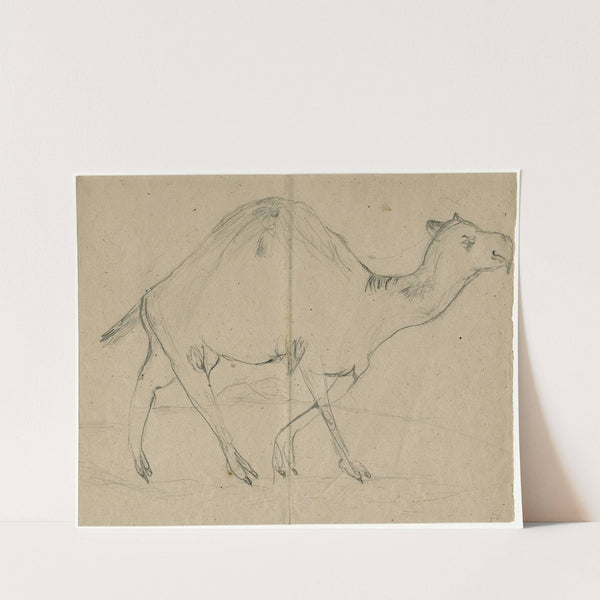 Dromedary by Floris Verster