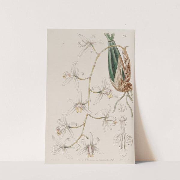 Drooping Caelogyne by Sydenham Edwards