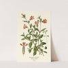 Drooping Catchfly (1896-1897) by Edward Step