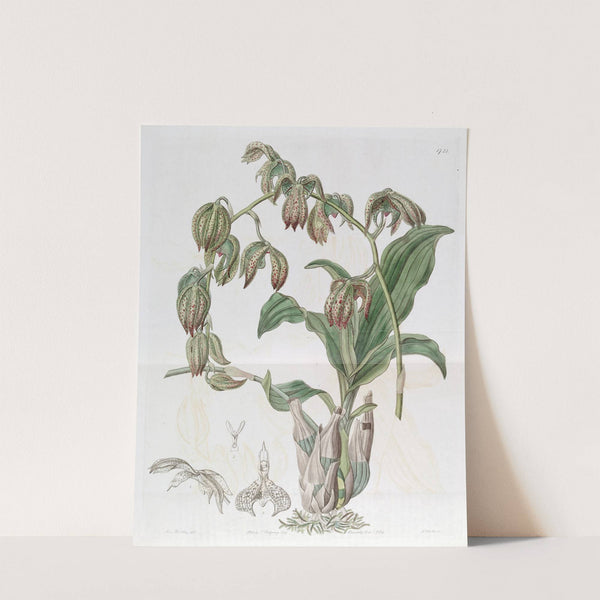Drooping Fly-wort by Sydenham Edwards