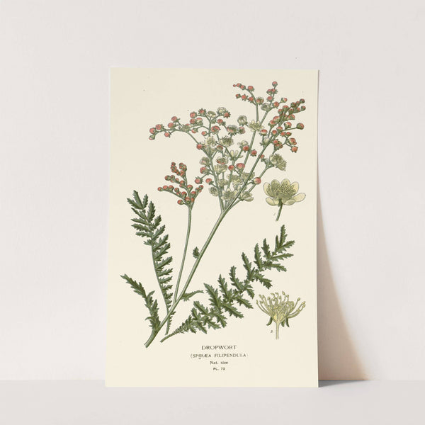 Dropwort (1896-1897) by Edward Step