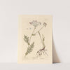 Dropwort by Elizabeth Blackwell