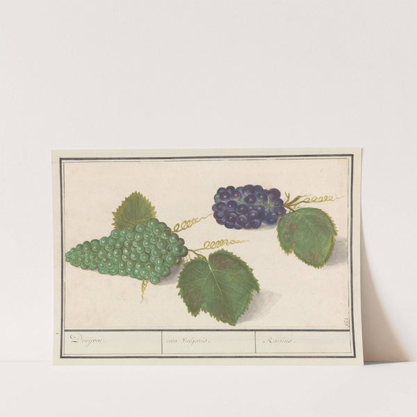 Druif (Vitis vinifera) Druijven. uva Vulgaris. Raisins (1596-1610) by Anselmus Boëtius de Boodt