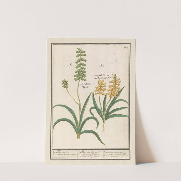 Druifhyacint (Muscari) 1. Muscari. 2. Muscari met geluwe bloem (1596-1610) by Anselmus Boëtius de Boodt