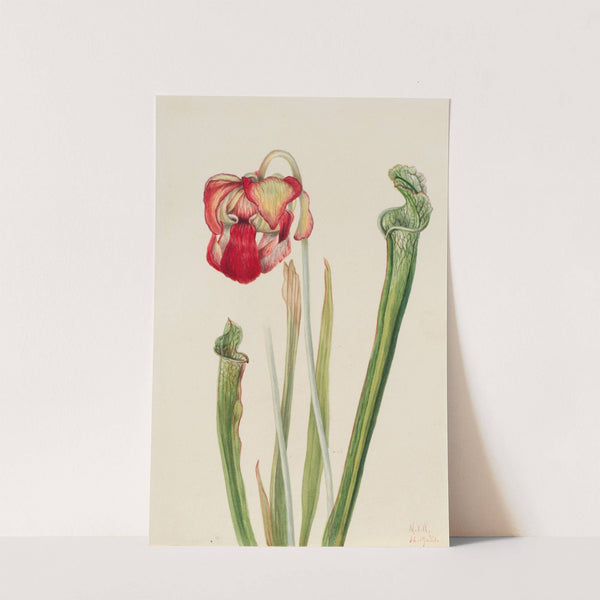Drummond Pitcherplant (Sarracenia drummondii) (1921) by Mary Vaux Walcott