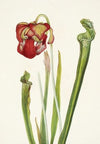 Red Comandra. Comandra livida