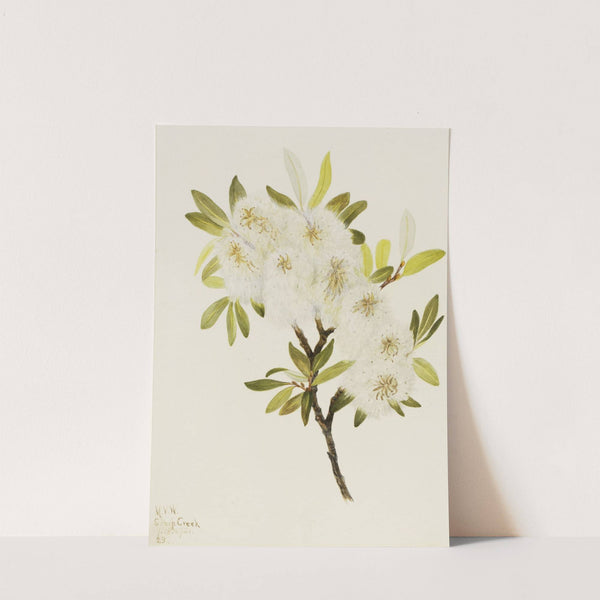 Drummond Willow (Salix drummondiana) (1921) by Mary Vaux Walcott