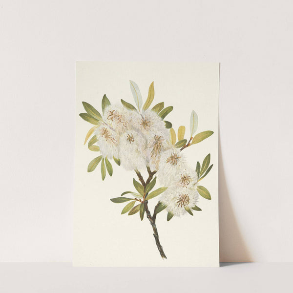 Drummond Willow. Salix drummondiana (1925) by Mary Vaux Walcott