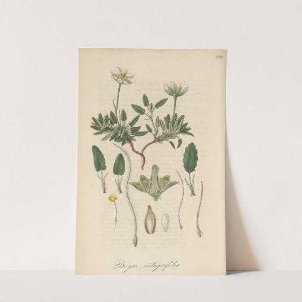 Dryas integrifolia by William Jackson Hooker