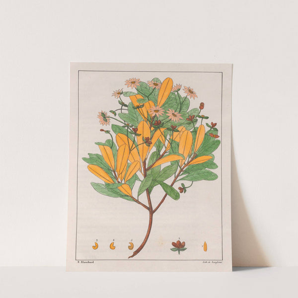 Drymys Granatensis (V. Montana) (1824-1828) by Auguste de Saint-Hilaire