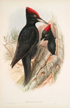 Dryocopus martius. Great Black Woodpecker. (1862-1873)