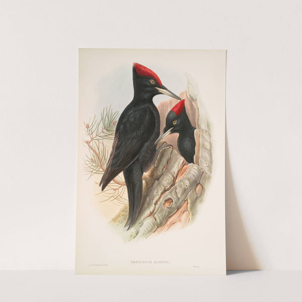 Dryocopus martius. Great Black Woodpecker. (1862-1873) by John Gould