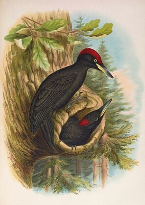 Dryocopus martius