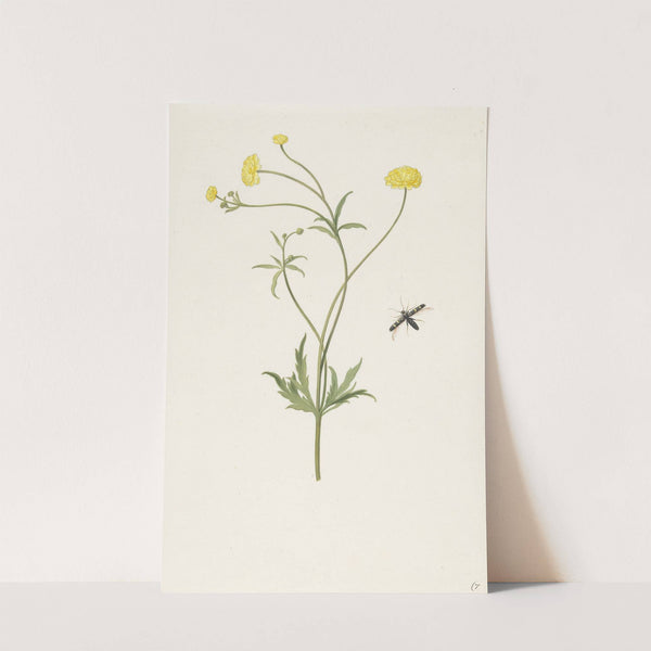 Dubbele gele ranonkel en insekt by Pieter Withoos