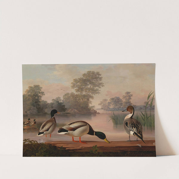 Ducks by Magnus Von Wright