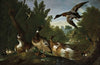 Ducks, a goldfinch, a kingfisher and swans along a river