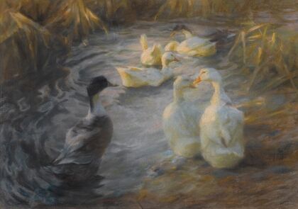 Ducks among reeds in a pond
