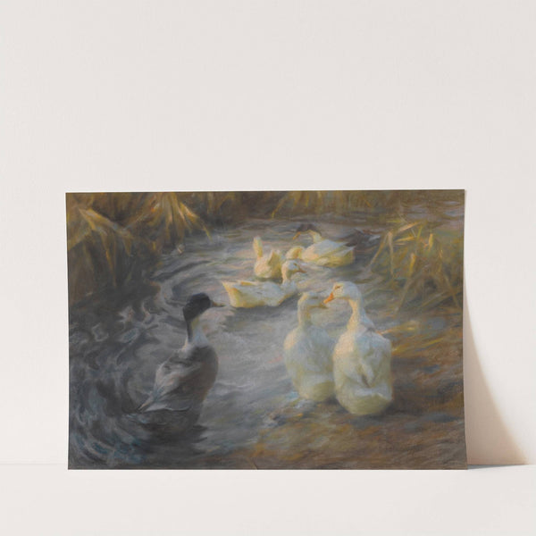 Ducks among reeds in a pond by Alexander Koester