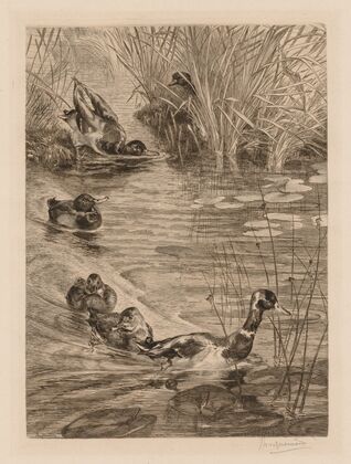 Ducks at play — size preview