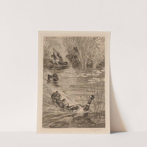 Ducks at play (c. 1870) by Félix Bracquemond