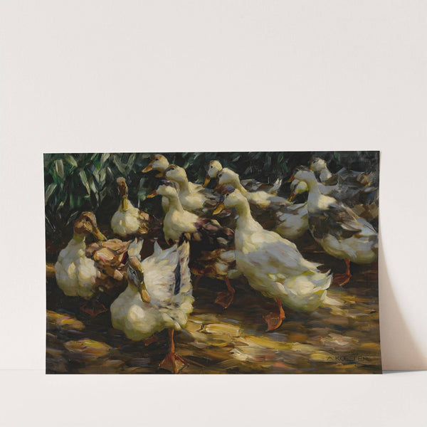 Ducks in Sunlight by Alexander Koester