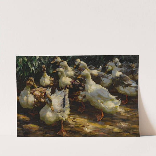 Ducks In Sunlight by Alexander Koester