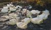Ducks in the evening sun