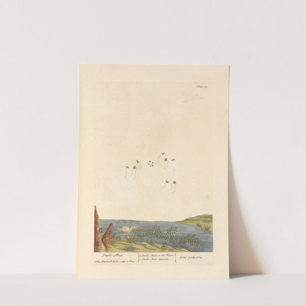 Ducks meat by Elizabeth Blackwell