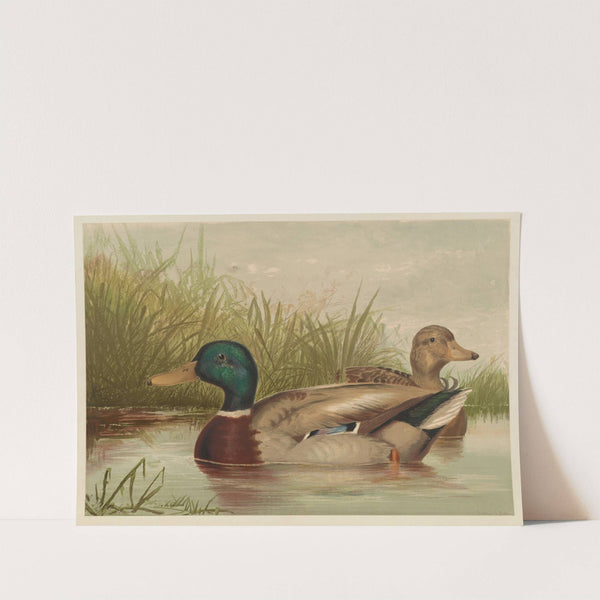 Ducks on pond by Alexander Pope Jr.