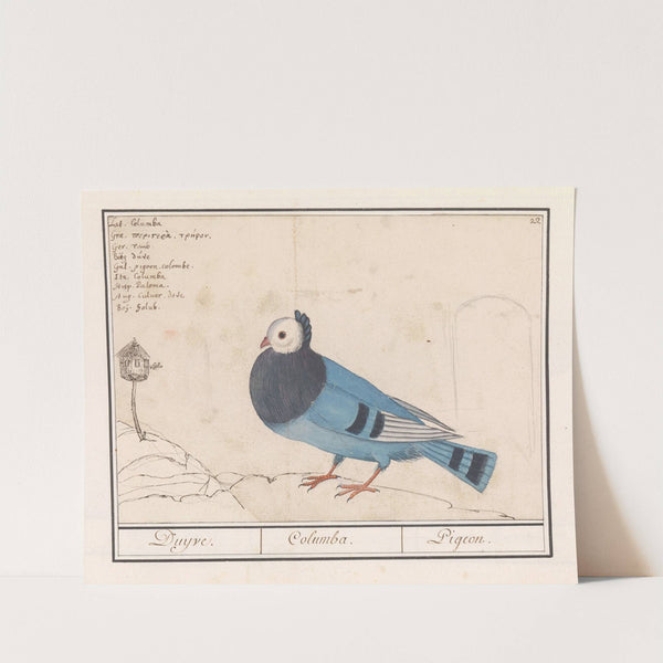 Duif (Columbidae) (1596-1610) by Anselmus Boëtius de Boodt