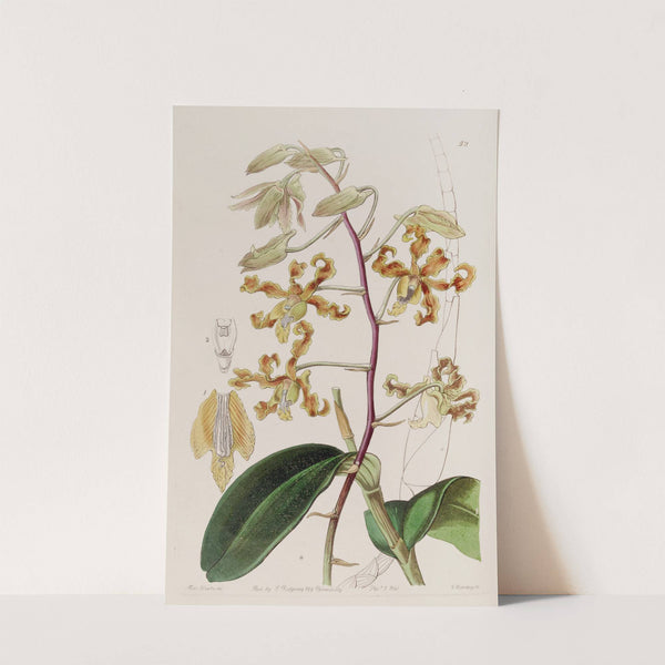 Dull-coloured Dendrobium by Sydenham Edwards