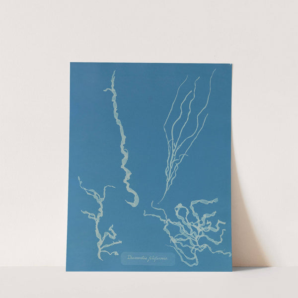 Dumontia filiformis by Anna Atkins