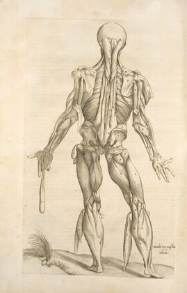 Duodecima musculorum tabula