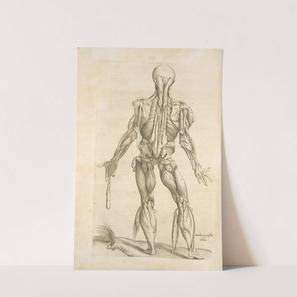 Duodecima musculorum tabula by Thomas Geminus