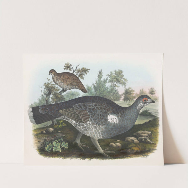 Dusky Grouse by Daniel Giraud Elliot