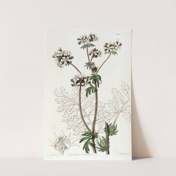 Dusky Horkelia by Sydenham Edwards